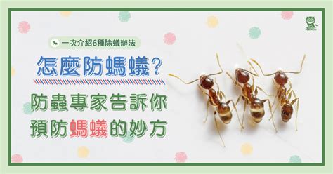 家中有蟻怎辦|螞蟻怎麼消滅？達人親身實證「滅蟻4招」：原來家裡。